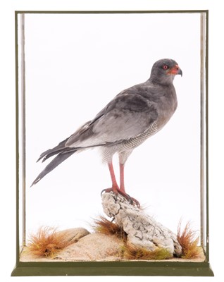 Lot 2252 - Taxidermy: A Cased Pale Chanting Goshawk...