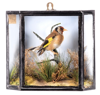 Lot 2245 - Taxidermy: A Cased European Goldfinch...