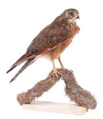 Lot 2247 - Taxidermy: A Grasshopper Buzzard (Butastur...