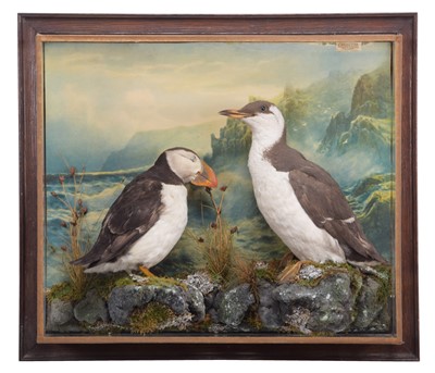 Lot 162 - Taxidermy: Cased Puffin & Guillemot...