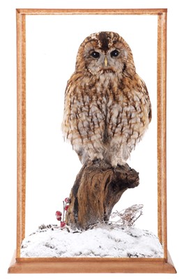 Lot 219 - Taxidermy: A Cased Tawny Owl (Strix aluco),...