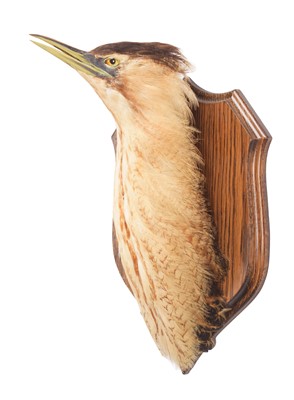 Lot 2253 - Taxidermy: A Eurasian Bittern Neck Mount...