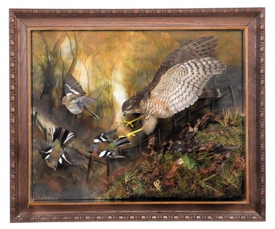 Lot 2011 - Taxidermy: A Wall Cased European Sparrowhawk...