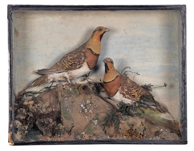 Lot 2177 - Taxidermy: A Late Victorian Pair of Pin-tailed...