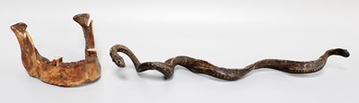 Lot 236 - A Taxidermy Snake, 33cm coiled; together with...