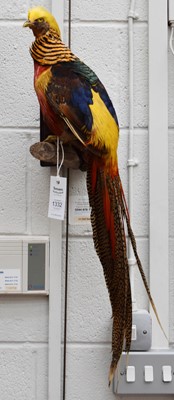 Lot 1332 - Taxidermy: A Golden Pheasant (Chrysolophus...