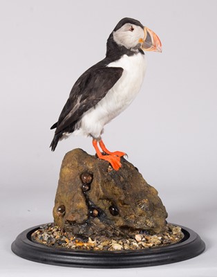 Lot Taxidermy: Atlantic Puffin (Fratercula...