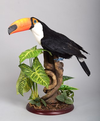 Lot Taxidermy: A Re-Creation of a Toco Toucan,...