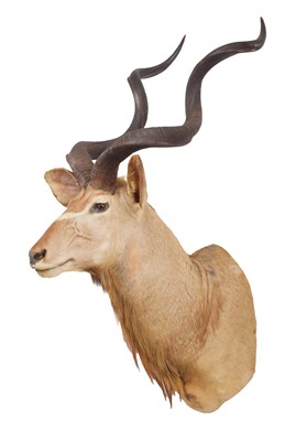 Lot 1244 - Taxidermy: Cape Greater Kudu (Strepsiceros...