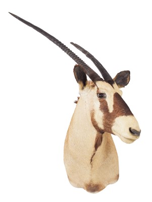 Lot Taxidermy: Gemsbok Oryx (Oryx gazella), circa...