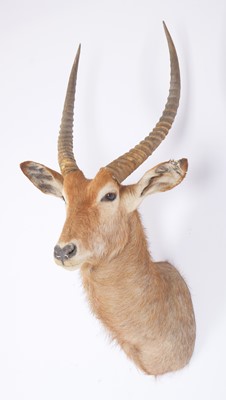 Lot 1137 - Taxidermy: Common Waterbuck (Kobus...