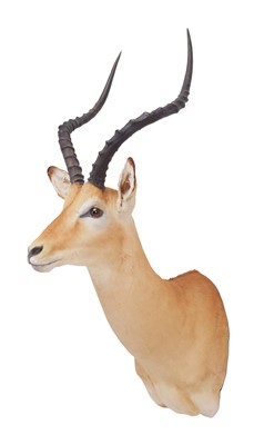 Lot 1355 - Taxidermy: Common Impala (Aepyceros Melampus)...