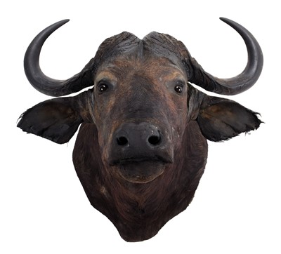 Lot 114 - Taxidermy: Cape Buffalo (Syncerus caffer),...