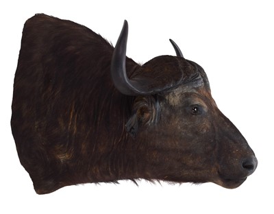 Lot 114 - Taxidermy: Cape Buffalo (Syncerus caffer),...