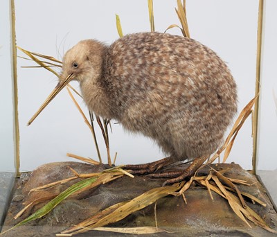 Lot 2299 - Taxidermy: A Cased Little Grey Kiwi (Apteryx...