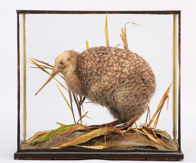 Lot 2299 - Taxidermy: A Cased Little Grey Kiwi (Apteryx...