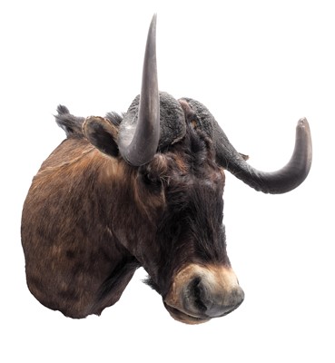 Lot 1386 - Taxidermy: Black Wildebeest (Connochaetes...