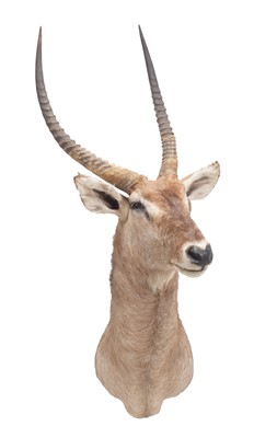 Lot 1280 - Taxidermy: Common Waterbuck (Kobus...