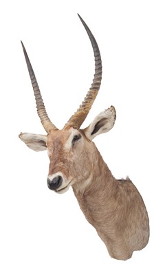 Lot 1280 - Taxidermy: Common Waterbuck (Kobus...