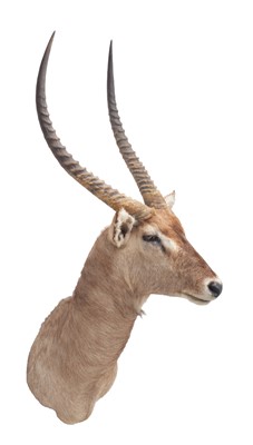 Lot 1280 - Taxidermy: Common Waterbuck (Kobus...