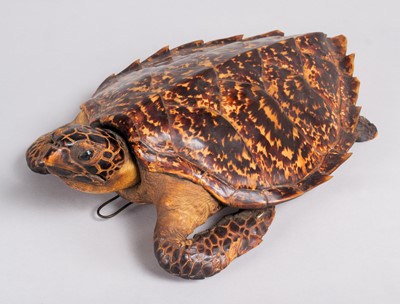 Lot 2234 - Taxidermy: Hawksbill Sea Turtle (Eretmochelys...