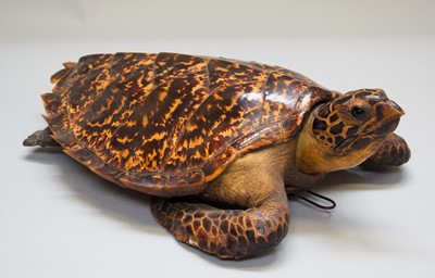 Lot 2234 - Taxidermy: Hawksbill Sea Turtle (Eretmochelys...