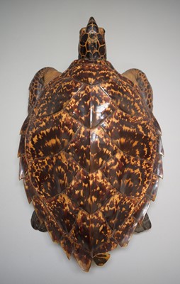 Lot 2234 - Taxidermy: Hawksbill Sea Turtle (Eretmochelys...