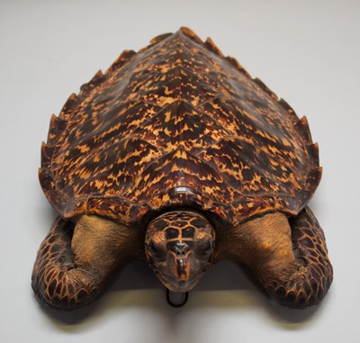 Lot 2234 - Taxidermy: Hawksbill Sea Turtle (Eretmochelys...