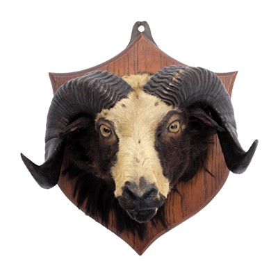 Lot 2118 - Taxidermy: Rams Head (Ovis aries), circa early...