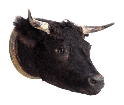 Lot 2143 - Taxidermy: A Black Bull Head Mount (Bos...