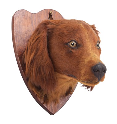 Lot 2146 - Taxidermy: A Red Cocker Spaniel Dog Head Mount...