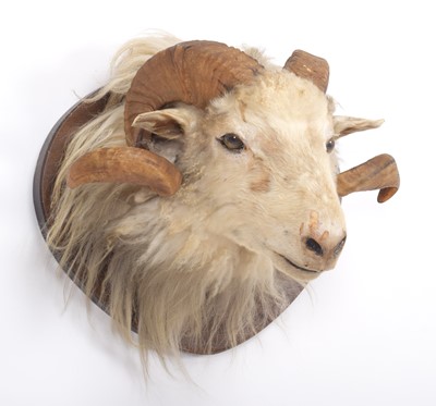 Lot 1361 - Taxidermy: A Merino Sheep (Ovis aries), circa...