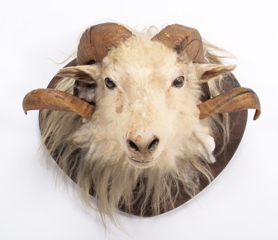 Lot 1361 - Taxidermy: A Merino Sheep (Ovis aries), circa...