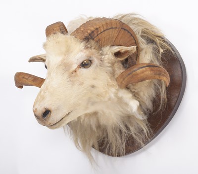 Lot 1361 - Taxidermy: A Merino Sheep (Ovis aries), circa...