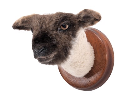 Lot 2148 - Taxidermy: A Juvenile Llama Neck Mount (Lama...