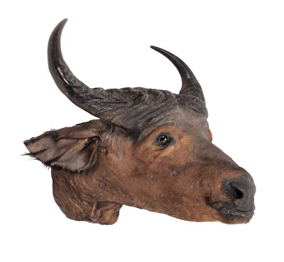 Lot 1229 - Taxidermy: West & Central Savannah Buffalo...