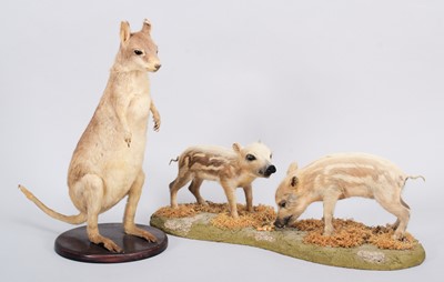 Lot 1312 - Taxidermy: A Pair of Wildboar Piglets &...