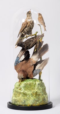 Lot 2166 - Taxidermy: A Group of European Garden Birds...