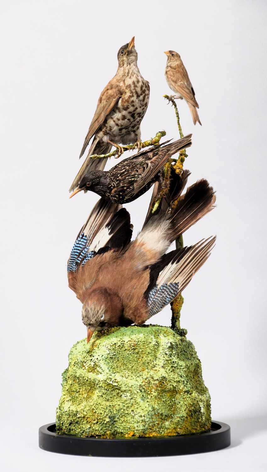 Lot 2166 - Taxidermy: A Group of European Garden Birds