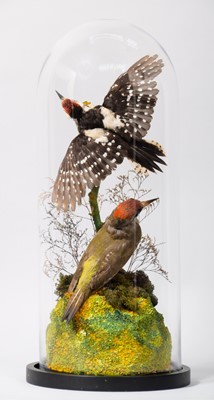 Lot 2155 - Taxidermy: A Great Spotted Woodpecker & Green...