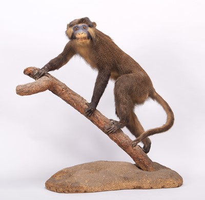 Lot 2144 - Taxidermy: Moustached Guenon Monkey...