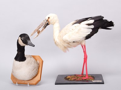 Lot 1360 - Taxidermy: A Canada Goose Headmount &...