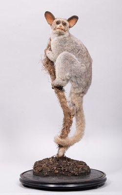 Lot 2174 - Taxidermy: A Greater Galago (Otolemur...