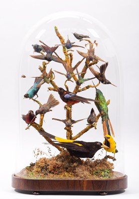 Lot 2268 - Taxidermy: A Late Victorian Display of South...