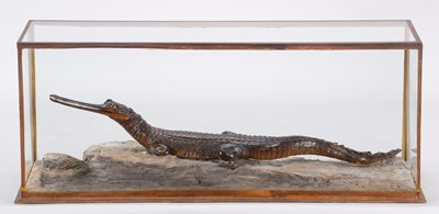 Lot 2153 - Taxidermy: A Cased Gharial Crocodile (Gavialis...