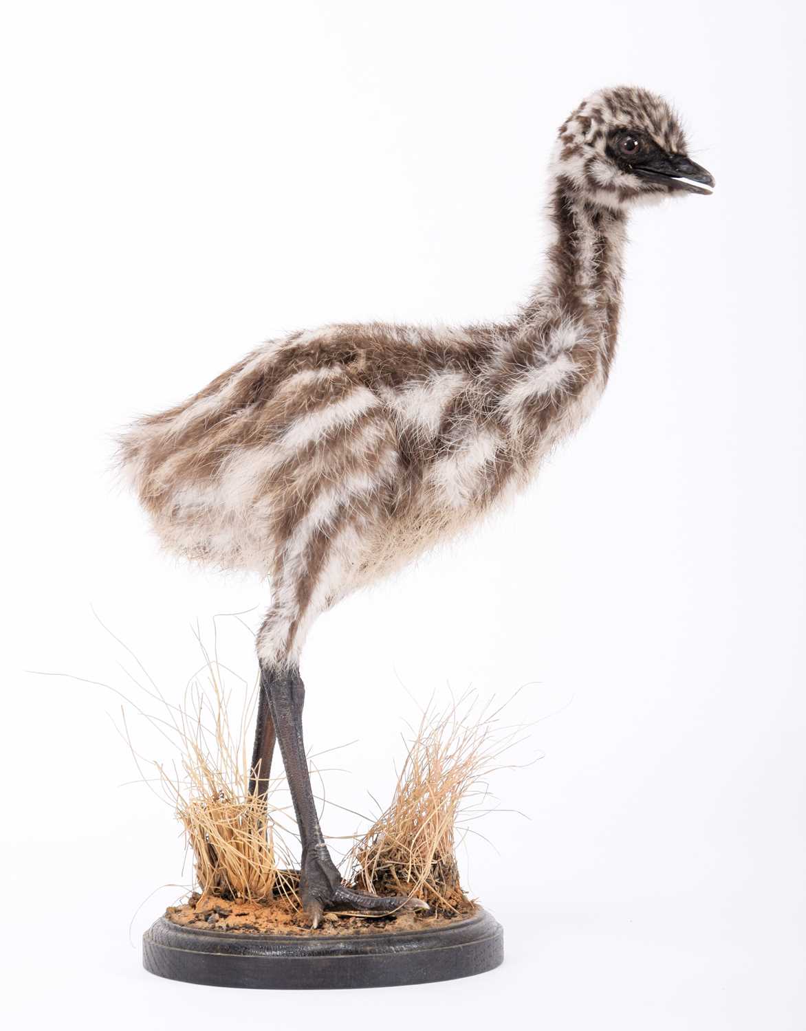 Lot 2159 - Taxidermy: An Emu Chick (Dromaius...