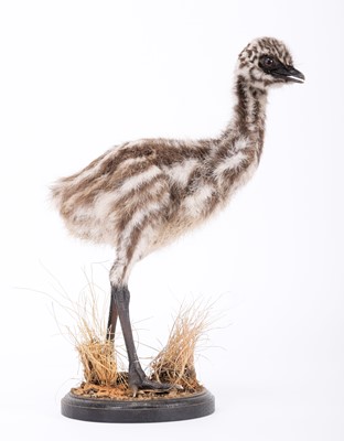 Lot 2159 - Taxidermy: An Emu Chick (Dromaius...