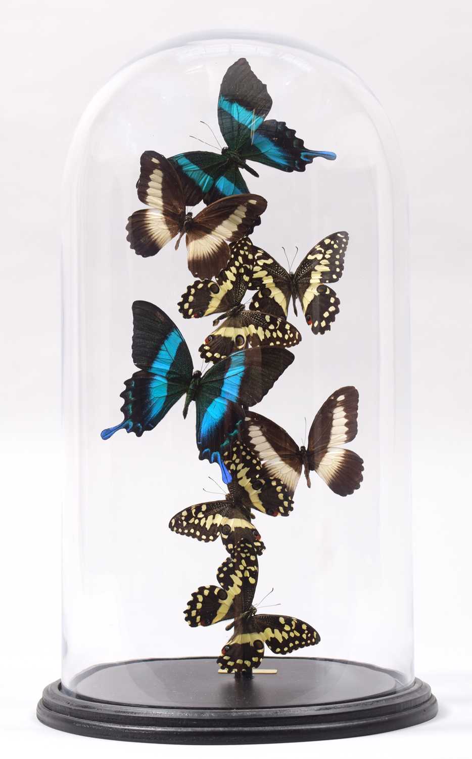 Lot 2105 - Entomology: A Display of Tropical Butterflies,...