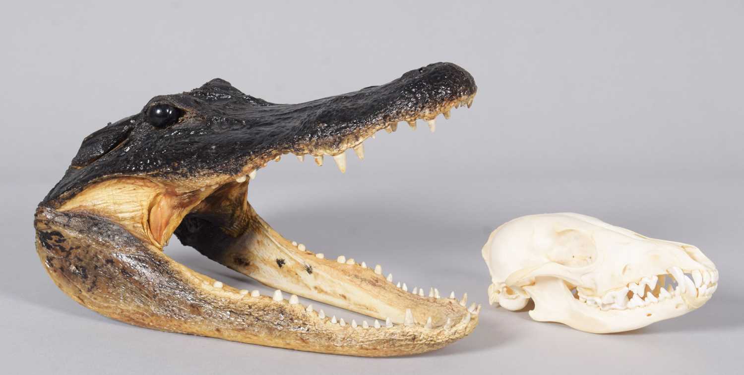 Lot 2212 - Skulls/Anatomy: American Alligator Head &...