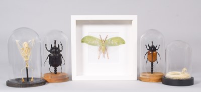 Lot 2107 - Natural History: A Framed Bush Cricket, Snake...